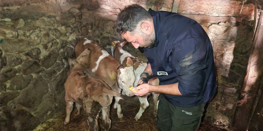 Amasya’da Buzağı Küpeleme Çalışmaları Devam Ediyor