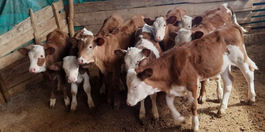 Amasya’da Buzağı Küpeleme Çalışmaları Sürüyor