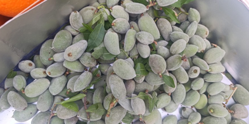 Amasya’da Çağla Tezgâhlarda: Kilosu 400 Lira