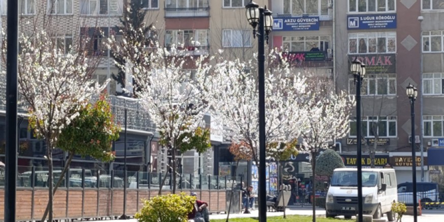 Amasya’da Çiçek Açan Ağaçlar Renkli Görüntüler Oluşturdu