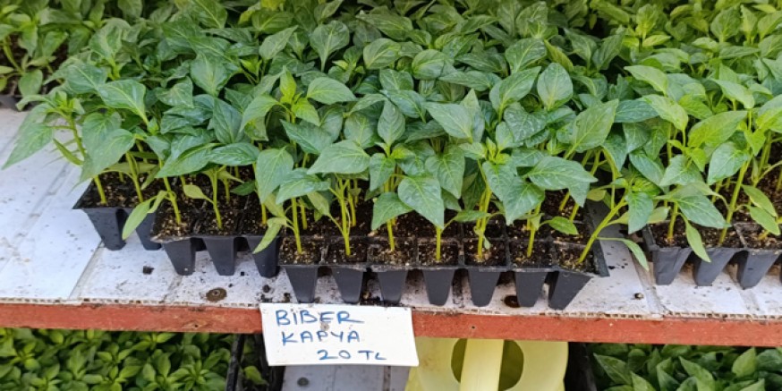 Amasya’da Fideler Tezgâhlarda Yerini Aldı