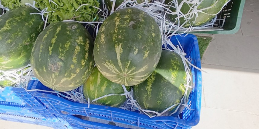 Amasya’da Karpuz Tezgahlara Giriş Yaptı