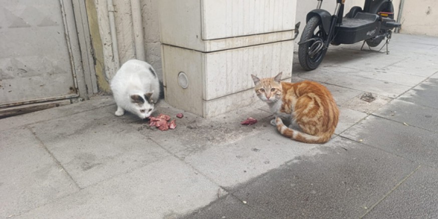 Amasya’da Kedilerin Ciğer Keyfi Dikkat Çekti