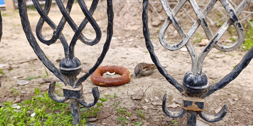 Amasya’da Serçenin Simit Keyfi