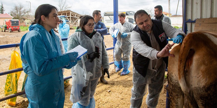 Amasya DSYB’de Simental Irkı İneklerde Tip Sınıflandırması Eğitimi Gerçekleştirildi