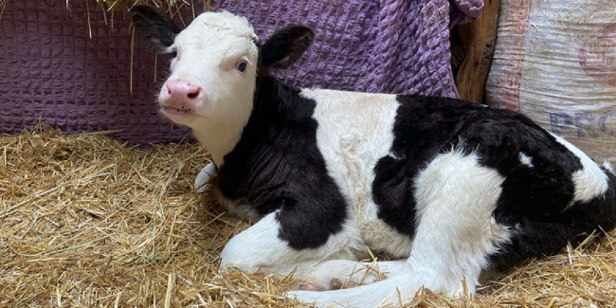 Amasya DSYB’den Kesintisiz Suni Tohumlama ve Hayvan Sağlığı Hizmeti
