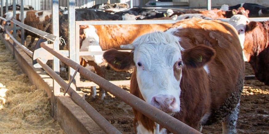 Amasya DSYB’den Proje Kapsamında İşletme Ziyareti