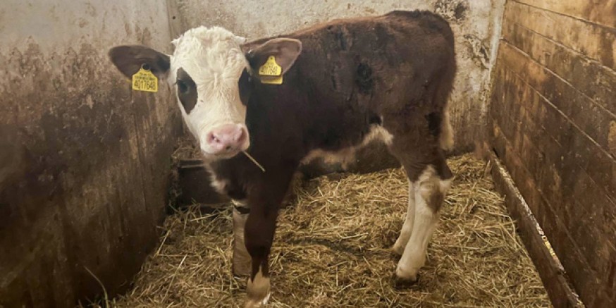 Amasya DSYB’den Suni Tohumlamada Başarı