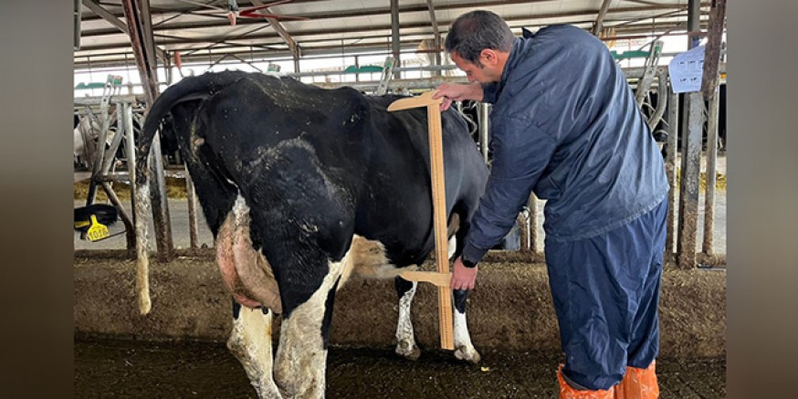 Amasya DSYB’den Süt Sığırlarında Tip Sınıflandırması Çalışması