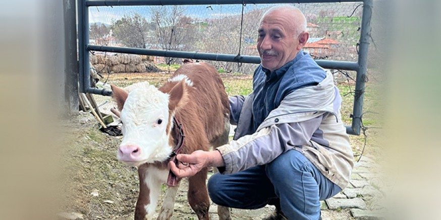 DSYB’den Suni Tohumlamada Yeni Başarı