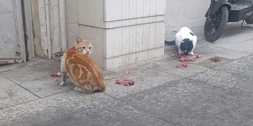 Esnaf Dükkânını Açmadan Önce Sokak Kedilerini Besliyor