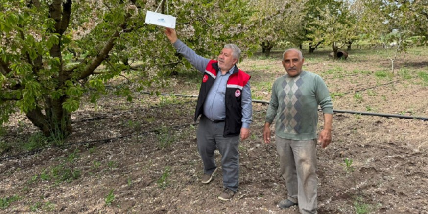 Gümüşhacıköy’de Akdeniz Meyve Sineğiyle Mücadele Başladı