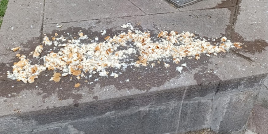 Güvercinlere Bırakılan Ekmekler Tepki ve Destek Gördü