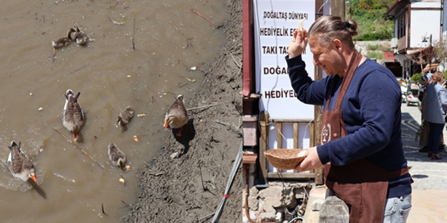 İşletmeci Başün, Yeşilırmak’taki Kaz Ailesini Elleriyle Besliyor