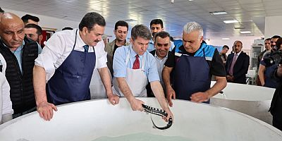 8 Bin Cipli “Mersin Balığı”  Karadeniz’e Bırakılacak