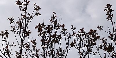 Ağaca Kondu, Kedi Gibi Ses Çıkardı