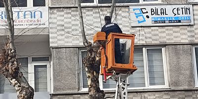 Amasya Belediyesi’nden Ağaçlara Kış Bakımı