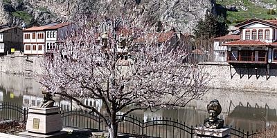 Amasya’da Ağaçlar Çiçek Açtı