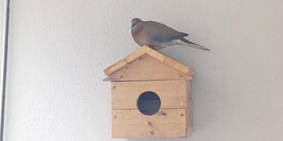 Amasya’da Balkon Kuşlara Yuva Oldu
