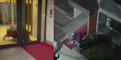 Amasya’da Binaya Giren Yaban Domuzu Polis Operasyonuyla Etkisiz Hale Getirildi