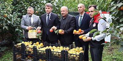 Amasya’da “Cennet Hurması” Hasadı Başladı