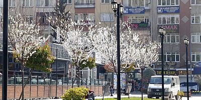 Amasya’da Çiçek Açan Ağaçlar Renkli Görüntüler Oluşturdu