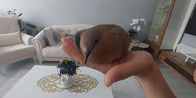 Amasya’da Eve Giren Sürpriz Ziyaretçi