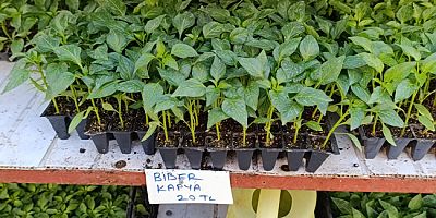 Amasya’da Fideler Tezgâhlarda Yerini Aldı