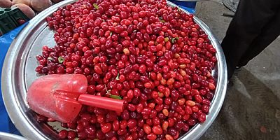 Amasya’da Kızılcık Sezonu Başladı