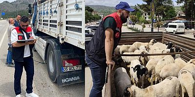 Amasya’da Kurbanlık Hayvan Sevk İşlemleri Yoğun Şekilde Sürüyor