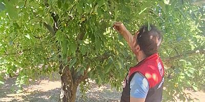 Amasya’da Meyve Bahçelerinde Zararlı Kontrolleri Sürüyor