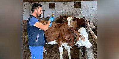 Amasya’da Şap Aşısı Uygulamaları Sürüyor