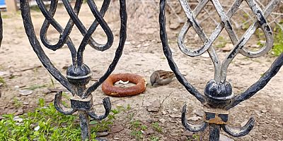 Amasya’da Serçenin Simit Keyfi