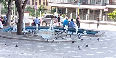 Amasya’da Sıcaktan Bunalanlar Gölgeye Koştu