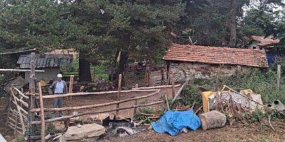 Amasya’da Sığır Yetiştiricileri İçin Suni Tohumlama Çalışmaları Sürüyor