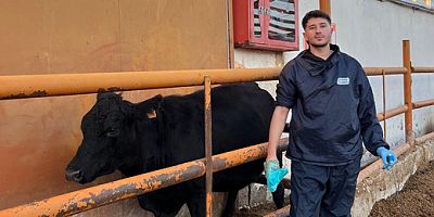 Amasya’da Suni Tohumlama Çalışmaları Sürüyor