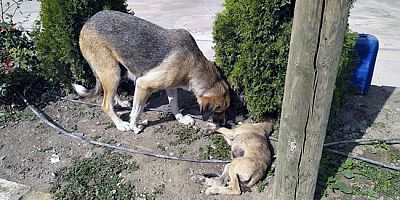 Amasya’da Yavru Köpeğe Araç Çarptı: Annesi Başından Ayrılmadı