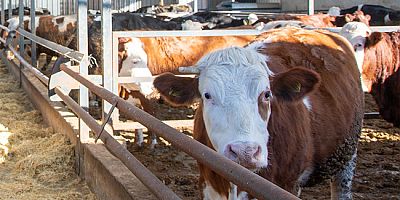 Amasya DSYB’den Proje Kapsamında İşletme Ziyareti