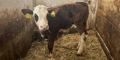 Amasya DSYB’den Suni Tohumlamada Başarı