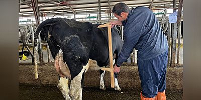 Amasya DSYB’den Süt Sığırlarında Tip Sınıflandırması Çalışması
