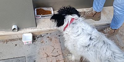 Amasyalılar Sokak Hayvanlarını Unutmadı
