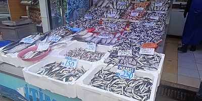 Canlı Hamsi Amasya Tezgâhlarında