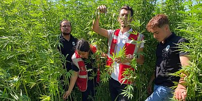 Endüstriyel Kenevir Yetiştirme Çalışmalarında Hasat Dönemi Yaklaşıyor