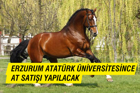 Erzurum Atatürk Üniversitesince At Satışı Yapılacak