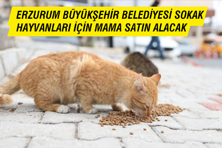 Erzurum Büyükşehir Belediyesi Sokak Hayvanları İçin Mama Satın Alacak