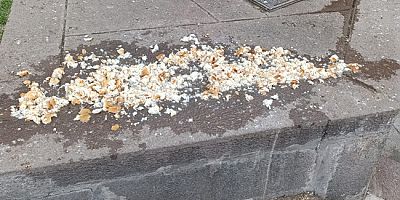 Güvercinlere Bırakılan Ekmekler Tepki ve Destek Gördü
