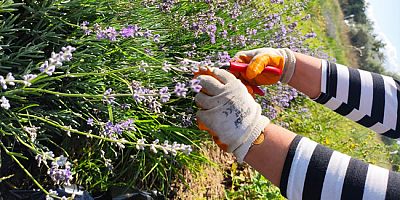 İlk Lavanta Hasadı Yapıldı