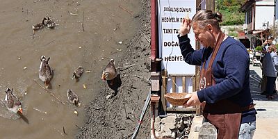 İşletmeci Başün, Yeşilırmak’taki Kaz Ailesini Elleriyle Besliyor