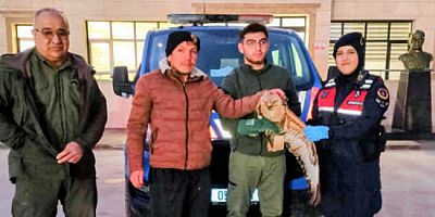 Kanadı Kırık Şahin Jandarma Ekiplerine Teslim Edildi