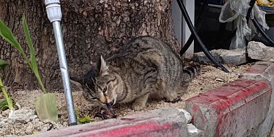 Kedinin Balıkları Keyifle Yediği Anlar Dikkat Çekti